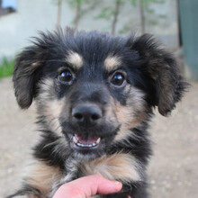 ROSE, Hund, Mischlingshund in Ungarn - Bild 3