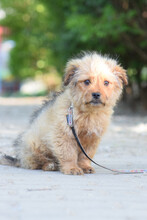 SANIBAR, Hund, Mischlingshund in Ungarn - Bild 1