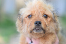 SANIBAR, Hund, Mischlingshund in Ungarn - Bild 2
