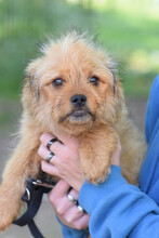 SANIBAR, Hund, Mischlingshund in Ungarn - Bild 3