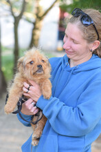 SANIBAR, Hund, Mischlingshund in Ungarn - Bild 4