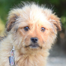 SANIBAR, Hund, Mischlingshund in Ungarn - Bild 5