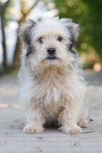 SAMSON, Hund, Mischlingshund in Belgien - Bild 1