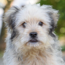 SAMSON, Hund, Mischlingshund in Belgien - Bild 3