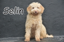 SELIN, Hund, Mischlingshund in Spanien - Bild 1