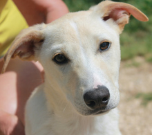 TANJO, Hund, Mischlingshund in Portugal - Bild 1