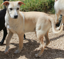 TANJO, Hund, Mischlingshund in Portugal - Bild 2