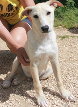 TANJO, Hund, Mischlingshund in Portugal - Bild 3