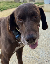 TURBO, Hund, Deutsch Kurzhaar in Spanien - Bild 1
