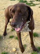 TURBO, Hund, Deutsch Kurzhaar in Spanien - Bild 2