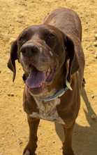 TURBO, Hund, Deutsch Kurzhaar in Spanien - Bild 3