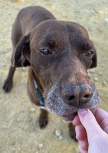 TURBO, Hund, Deutsch Kurzhaar in Spanien - Bild 5
