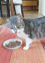 NELVIE, Katze, Europäisch Kurzhaar in Karben - Bild 1