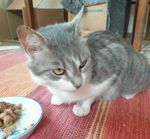 NELVIE, Katze, Europäisch Kurzhaar in Karben - Bild 2