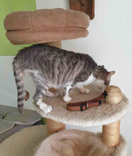 NELVIE, Katze, Europäisch Kurzhaar in Karben - Bild 3