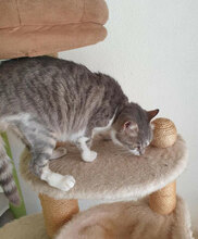 NELVIE, Katze, Europäisch Kurzhaar in Karben - Bild 4