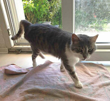 NELVIE, Katze, Europäisch Kurzhaar in Karben - Bild 5