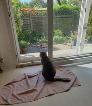 NELVIE, Katze, Europäisch Kurzhaar in Karben - Bild 6