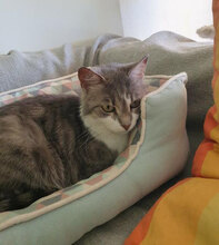 NELVIE, Katze, Europäisch Kurzhaar in Karben - Bild 7