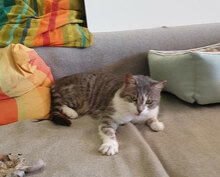 NELVIE, Katze, Europäisch Kurzhaar in Karben - Bild 8