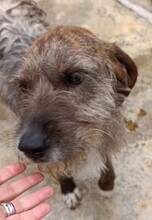 GIANNI, Hund, Segugio Italiano in Italien - Bild 1