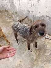 GIANNI, Hund, Segugio Italiano in Italien - Bild 3