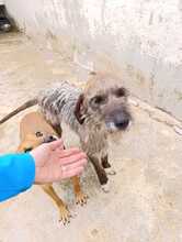 GIANNI, Hund, Segugio Italiano in Italien - Bild 4