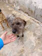 GIANNI, Hund, Segugio Italiano in Italien - Bild 5