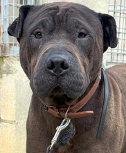 JHONNY, Hund, Shar Pei in Spanien - Bild 1