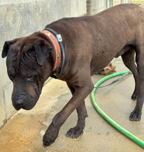 JHONNY, Hund, Shar Pei in Spanien - Bild 2
