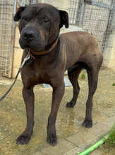JHONNY, Hund, Shar Pei in Spanien - Bild 3