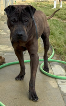 JHONNY, Hund, Shar Pei in Spanien - Bild 4