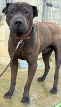 JHONNY, Hund, Shar Pei in Spanien - Bild 5