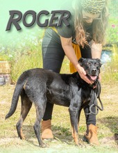 ROGER, Hund, Mischlingshund in Portugal - Bild 1