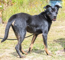 ROGER, Hund, Mischlingshund in Portugal - Bild 2