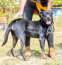 ROGER, Hund, Mischlingshund in Portugal - Bild 4