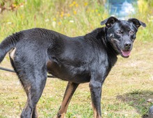 ROGER, Hund, Mischlingshund in Portugal - Bild 5