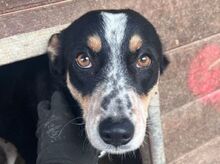 NICKY, Hund, Mischlingshund in Rumänien - Bild 1