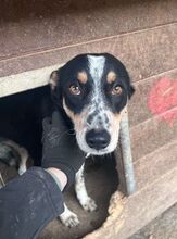NICKY, Hund, Mischlingshund in Rumänien - Bild 2