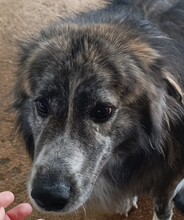 MARLON, Hund, Mischlingshund in Italien - Bild 1