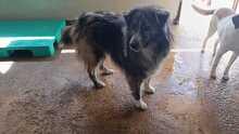 MARLON, Hund, Mischlingshund in Italien - Bild 2