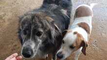 MARLON, Hund, Mischlingshund in Italien - Bild 3