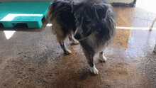MARLON, Hund, Mischlingshund in Italien - Bild 4
