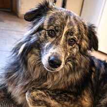 MARLON, Hund, Mischlingshund in Wolframs-Eschenbach