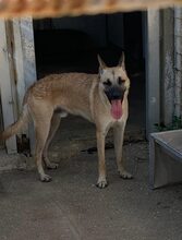 BERNHARD, Hund, Mischlingshund in Italien - Bild 1