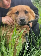 ORSO, Hund, Mischlingshund in Italien - Bild 1