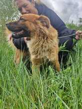 ORSO, Hund, Mischlingshund in Italien - Bild 2
