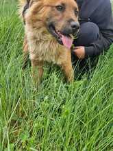 ORSO, Hund, Mischlingshund in Italien - Bild 3