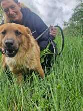 ORSO, Hund, Mischlingshund in Italien - Bild 4