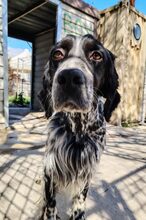 ZAR, Hund, Mischlingshund in Italien - Bild 1